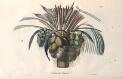 Fruit of the Coconut (fruit du cocotier) 1822