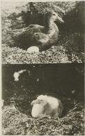 With the Discovery in the Antarctic: (January, 1930.) Two scenes which illustrate the history of the giant petrel