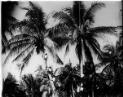 Five People climbing Coconut Palms, Torres Strait