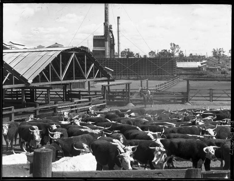 Hurley, Frank, 1885-1962. Lakes Creek Meatworks, Rockhampton [picture ...