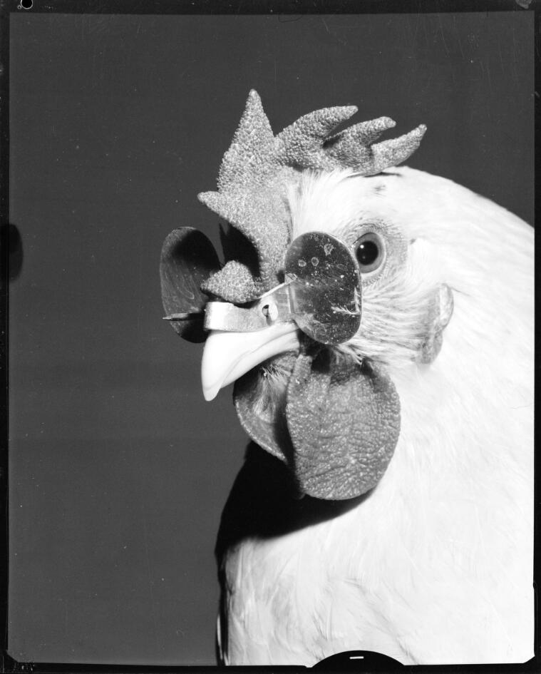 Bifocal glasses on a chicken at the Royal Agricultural Show, New South Wales, 6 September, 1962