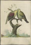 Pompadour green pigeon