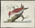 Banded Red Woodpecker (Picus mineaceus)