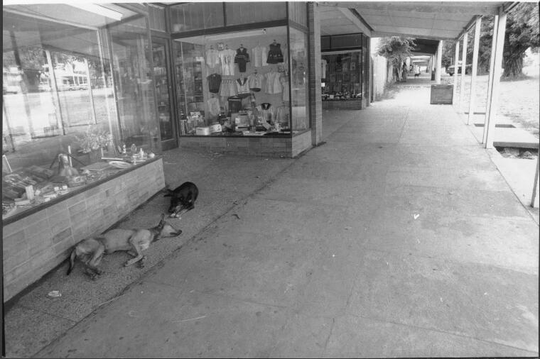 Sunday morning, Thursday Island, two dogs resting in the main street in this 1969 picture