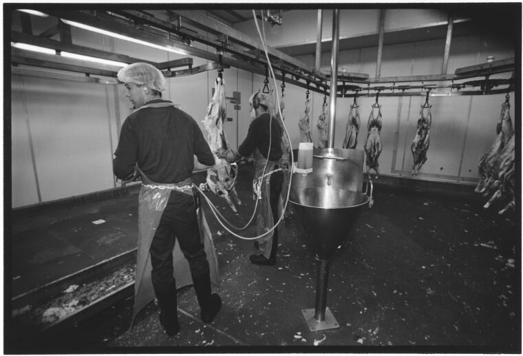 Digital Collections Pictures Immig, John, 1940 [Dressing carcases