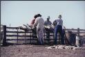 workers herding sheep in stock pens    irmer  reina  1