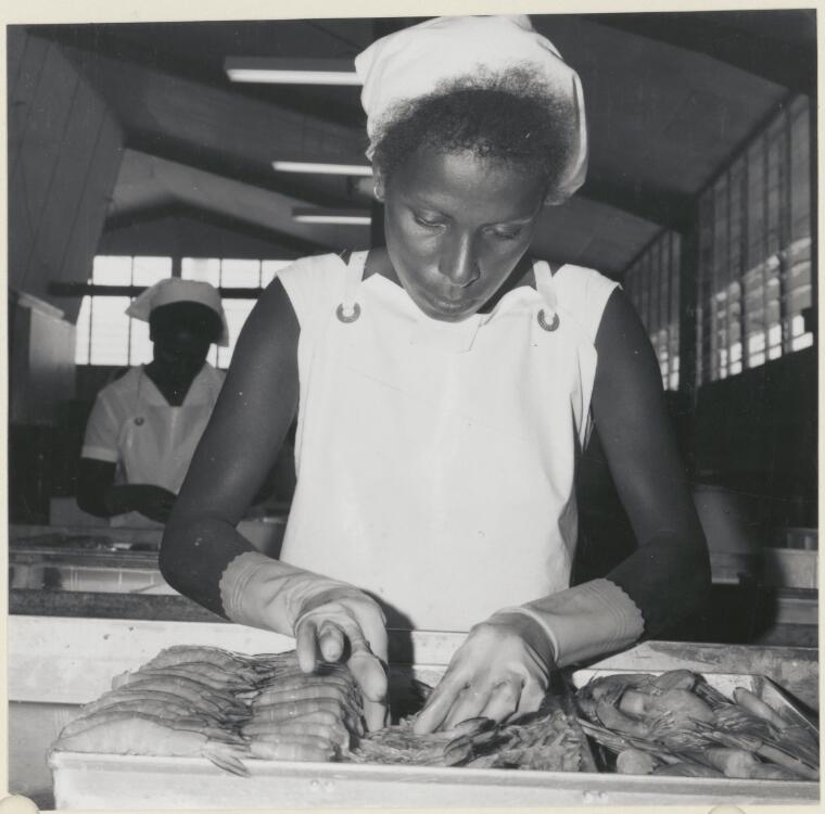 Uniformed Thursday Island native woman processes prawns, Thursday Island