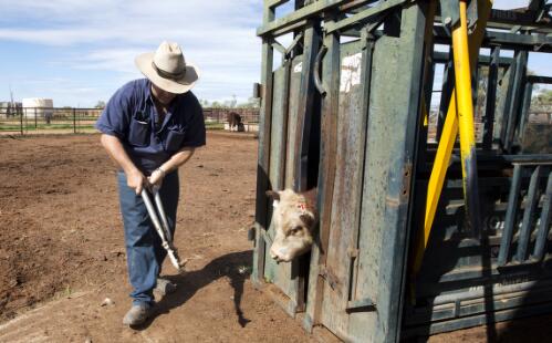 Ben Hayes dehorning a weaner calf at Rocky Hill yards, Alice Springs, Northern Territory, 7 July 2016 / Darren Clark