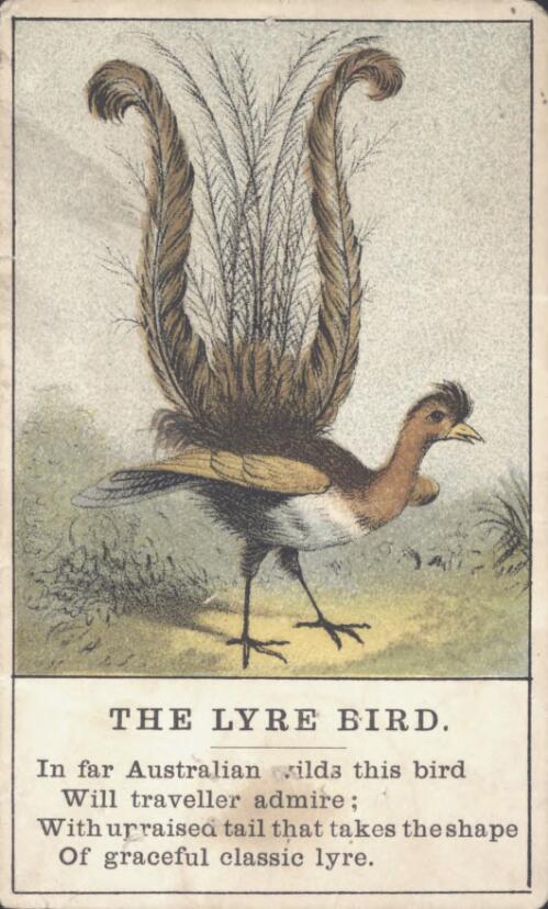 The Lyre Bird [trade card]