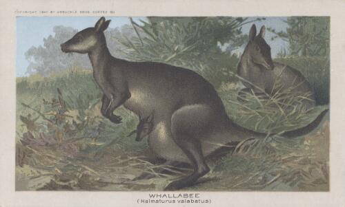 Whallabee (Halmaturus valabatus) [trade card]