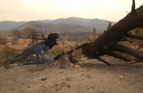 [Stump of a tree still smoking at the Tidbinbilla Nature Reserve, Canberra, January 2003] [picture] / Damian McDonald