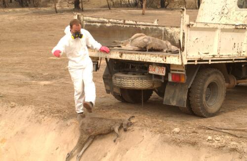 [Worker throwing a dead wallaby in the Pit burial at the Tidbinbilla Nature Reserve, Canberra, January 2003] [picture] / Damian McDonald