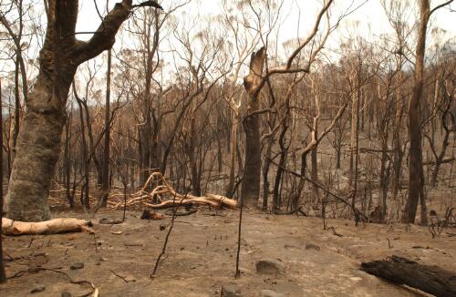 [Part of the devastated area in the Tidbinbilla Nature Reserve, Canberra, January 2003] [picture] / Damian McDonald
