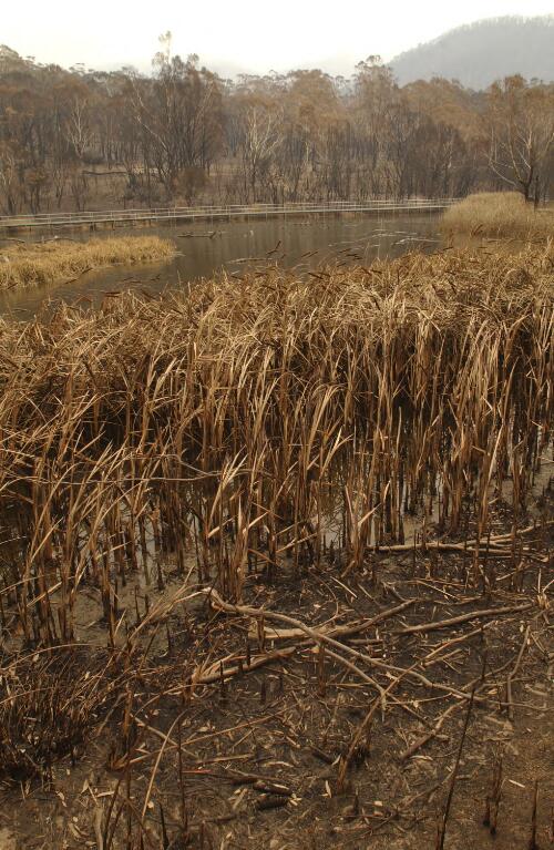 [Burnt reeds on the pond at the Tidbinbilla Nature Reserve, Canberra, January 2003, 3] [picture] / Damian McDonald