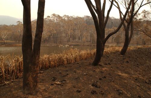 [Burnt reeds on the pond at the Tidbinbilla Nature Reserve, Canberra, January 2003, 4] [picture] / Damian McDonald