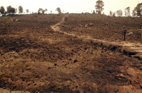 [Nature reserve destroyed by fire, Chapman, Canberra, January 2003, 1] [picture] / Loui Seselja