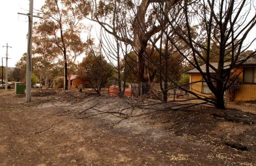 Fire damaged trees and grass land, Canberra, January 2003 [picture] / Loui Seselja