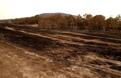 [Nature reserve destroyed by fire, Chapman, Canberra, January 2003, 2] [picture] / Loui Seselja