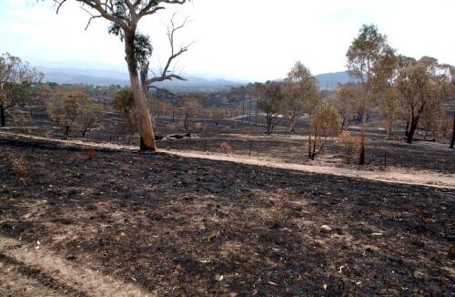 [View of fire damage to Wanniassa Hill park land, Canberra, January 2003, 3] [picture] / Loui Seselja