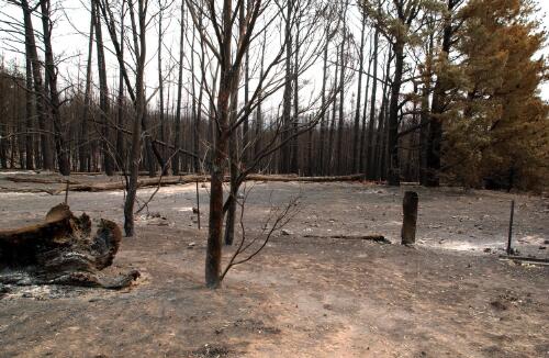 Burnt trees, Canberra, January 2003 [picture] / Loui Seselja