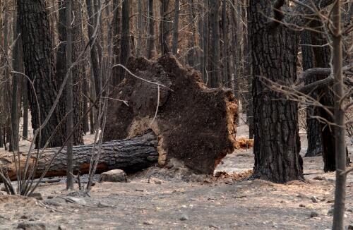 [Bushfire damage to a forest, Australian Capital Territory,  18 January to 14 February 2003] [picture] / Loui Seselja