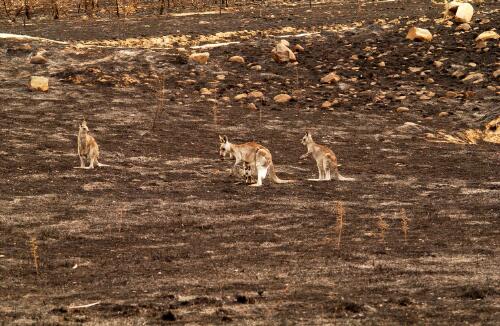 [Kangaroos in damaged nature reserve area, Canberra bushfires, 18 January to 14 February 2003] [picture] / Loui Seselja