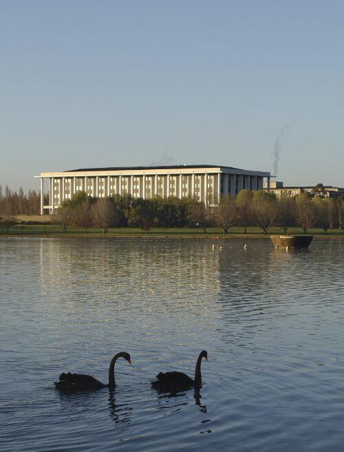 Black swans swimming on Lake Burley Griffin with the National Library of Australia in the background, Canberra, 22 October 2004 [picture] / Loui Seselja
