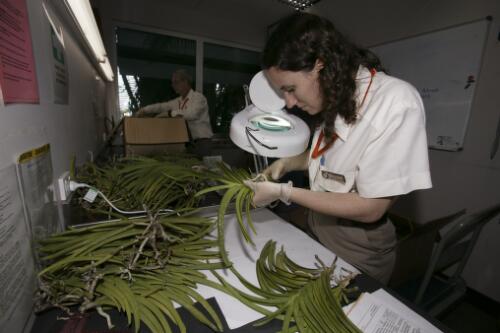 A quarantine officer inspects orchids imported from Malaysia for pests, residual soil and fungus, Australian Quarantine and Inspection Service, Cairns Airport, Queensland, 14 June 2005 [picture] / Loui Seselja
