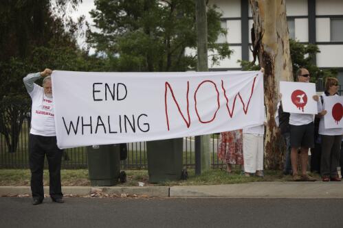 Protesters holding signs outside the Japanese Embassy demonstrating against Japanese whaling, Yarralumla, Canberra, 15 January 2010, 4 [picture] / Loui Seselja