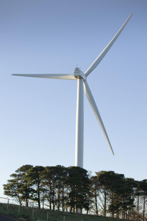 Wind turbine behind a pine tree windbreak, Capital Wind Farm, Bungendore, New South Wales, 2010 / Sam Cooper