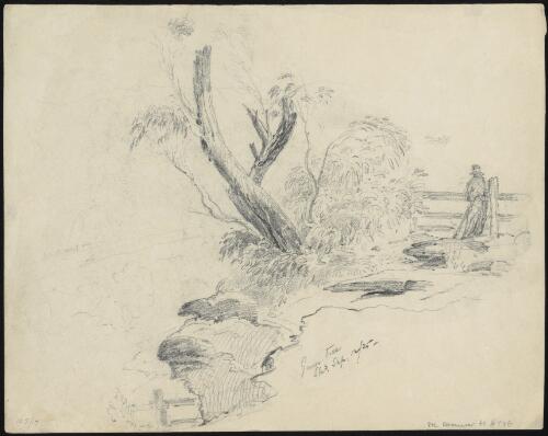Gum tree, sketched, Sydney, 12 September 1835 [picture] / [Robert Russell]