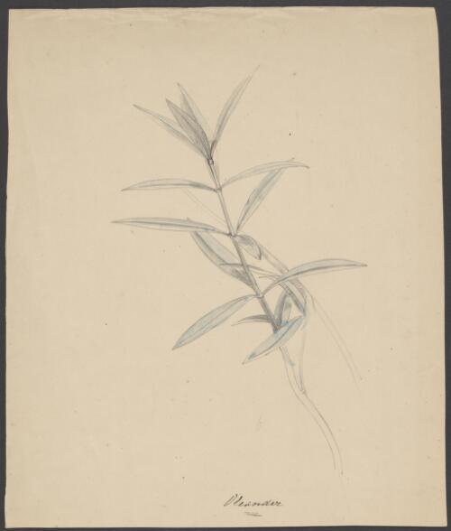 Oleander [picture] / [William Strutt]