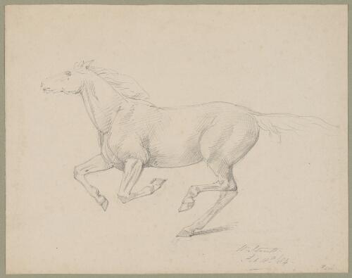 [Galloping horse] [picture] / W. Strutt