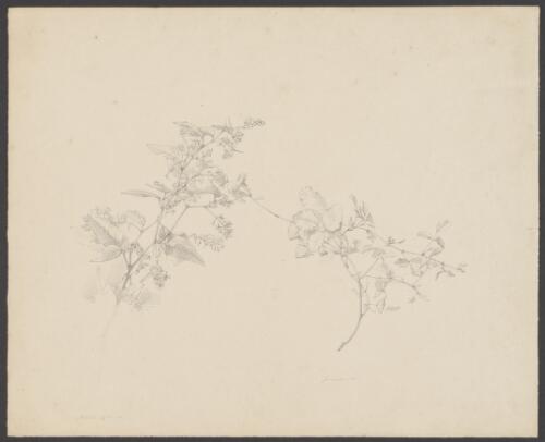 [Two drawings of Australian shrubs] [picture] / [William Strutt]