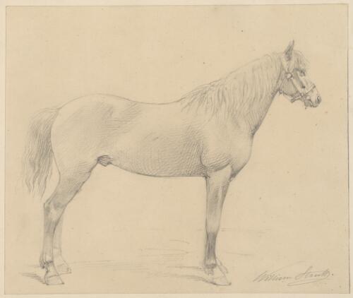 [Study of a horse] [picture] / William Strutt