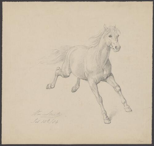 [A galloping horse] [picture] / Wm Strutt