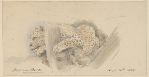 [Jaguar or leopard] [picture] / William Strutt