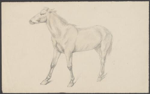 [Study of a horse] [picture] / [William Strutt]