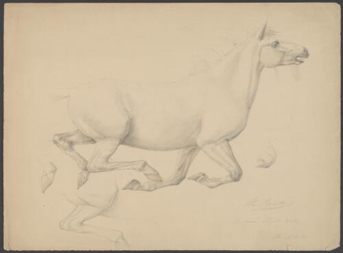 [Study of galloping horse] [picture] / Wm. Strutt
