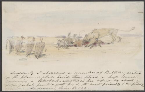 [Lioness and jackals devouring a blesbok, surrounded by vultures] [picture] / [William Strutt]