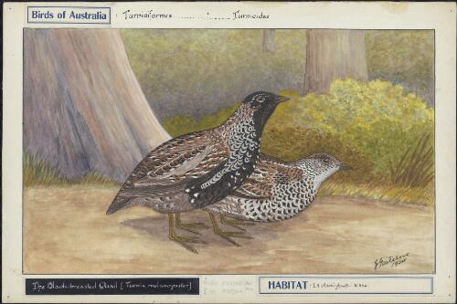 The black-breasted quail (Turnix melanogaster) [picture]