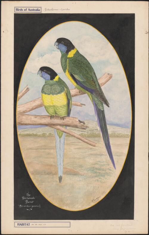 The Port Lincoln parrot (Barnardius zonarius) [picture] / E. Gostelow
