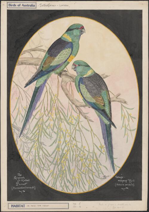 The ringneck or mallee parrot (Barnardius barnardi) [picture] / E. Gostelow