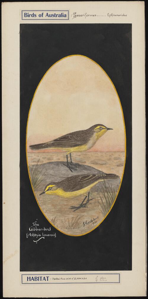 The gibber-bird (Ashbyia lovensis) [picture] / E. Gostelow