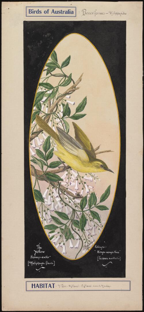 The yellow honey-eater [i.e. honeyeater] (Meliphaga flava) [picture] / E. Gostelow
