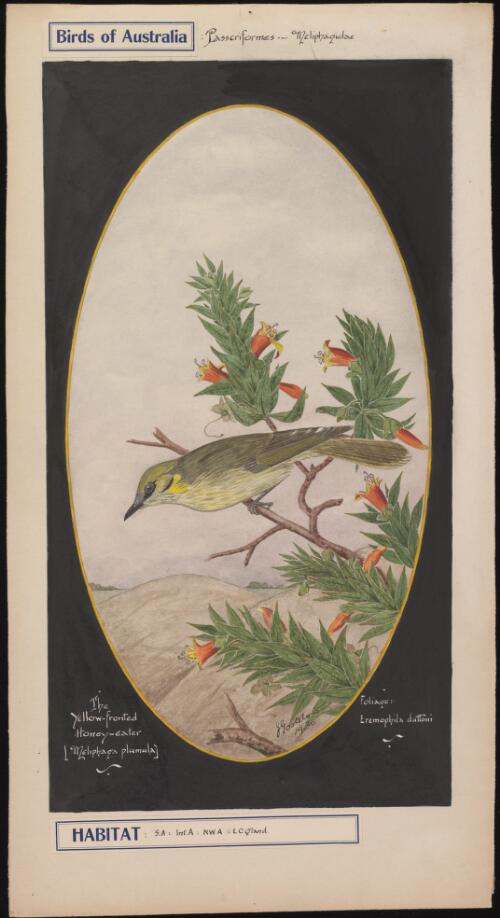 The yellow-fronted honey-eater [i.e. honeyeater] (Meliphaga plumula) [picture] / E. Gostelow