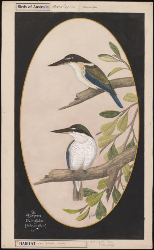 The mangrove kingfisher (Halcyon chloris) [picture] / E. Gostelow