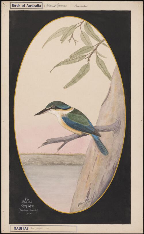 The sacred kingfisher (Halcyon sanctus) [picture] / E. Gostelow