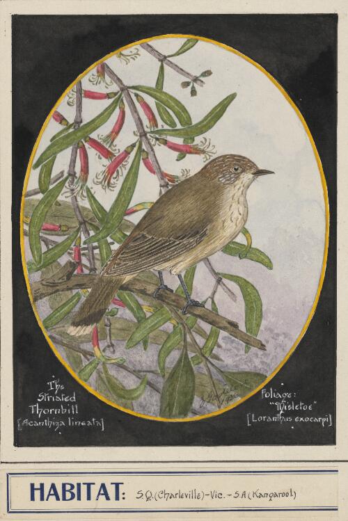 The striated thornbill (Acanthiza lineata) [picture] / E. Gostelow