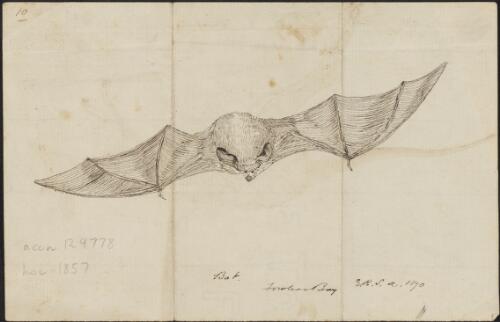 Bat, Fowlers Bay [picture] / E.R